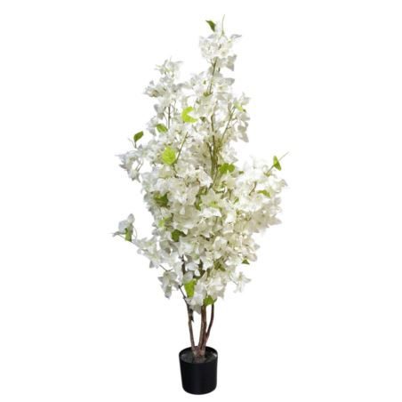 BUGENWILLA W DONICZCE 115CM WHITE