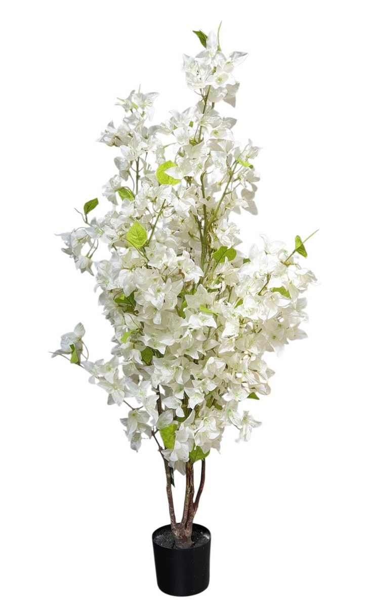 BUGENWILLA W DONICZCE 115CM WHITE