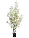 BUGENWILLA W DONICZCE 115CM WHITE