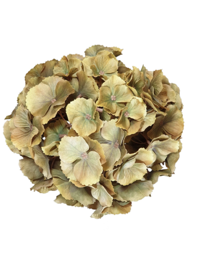 HORTENSJA GŁOWA DUŻA 20CM /CHQ01 02#11 OLD OLIVE