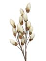 MAGNOLIA PĄKI PIANKA 8079 105CM CREAM