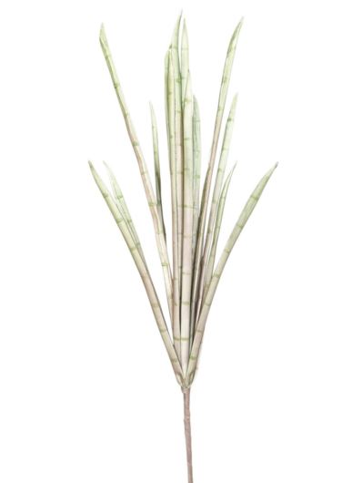 SANSEVIERIA PIANKA /7604 95CM   LT GREEN