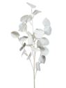 EUKALIPTUS BIAŁY GAŁĄZKA 88CM