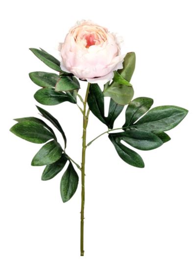 PEONIA POJEDYNCZA 60CM POWDER LT PINK