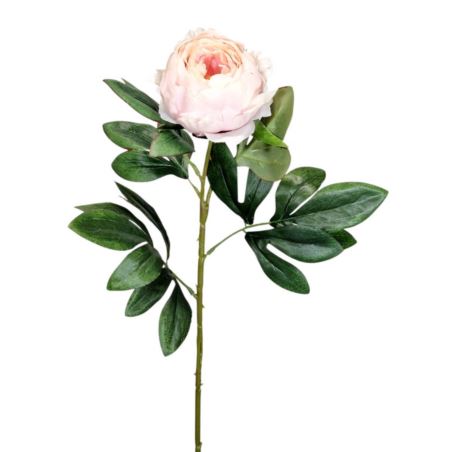 PEONIA POJEDYNCZA 60CM POWDER LT PINK