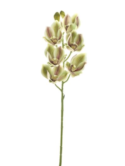 CYMBIDIUM - STORCZYK 69CM LEV016 GREEN