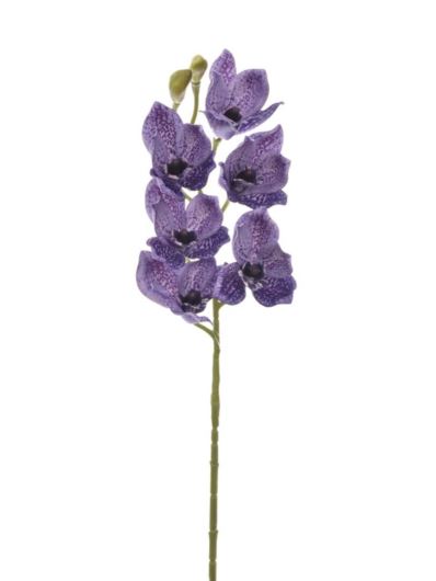 CYMBIDIUM - STORCZYK 69CM LEV016 ULTRA VIOLET