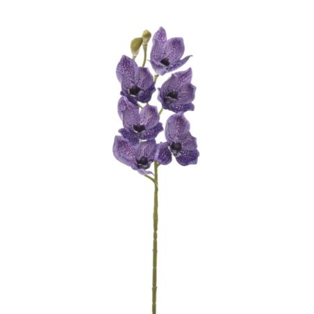 CYMBIDIUM - STORCZYK 69CM LEV016 ULTRA VIOLET