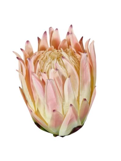 PROTEA – KARCZOCH GŁOWA 9CM IRA37 LT PINK