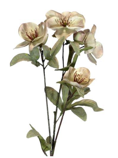 HALLEBORUS JESIENNY 72CM CV32700 OLD GREEN CREAM