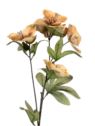 HALLEBORUS JESIENNY 72CM CV32700 OLD LT ORANGE