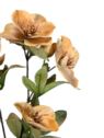 HALLEBORUS JESIENNY 72CM CV32700 OLD LT ORANGE