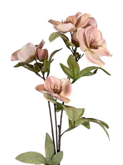 HALLEBORUS JESIENNY 72CM CV32700 OLD LT PINK