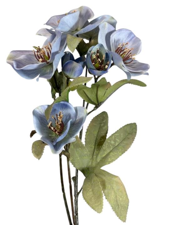 HALLEBORUS JESIENNY 72CM CV32700 OLD BLUE