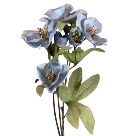 HALLEBORUS JESIENNY 72CM CV32700 OLD BLUE