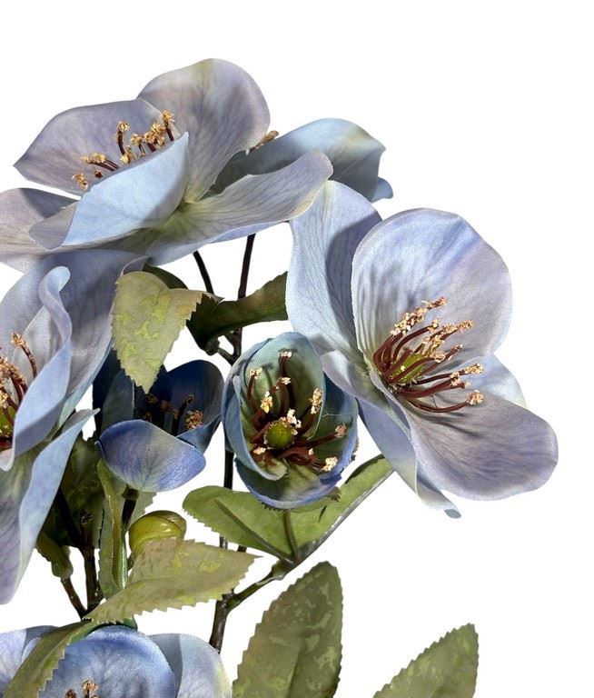 HALLEBORUS JESIENNY 72CM CV32700 OLD BLUE