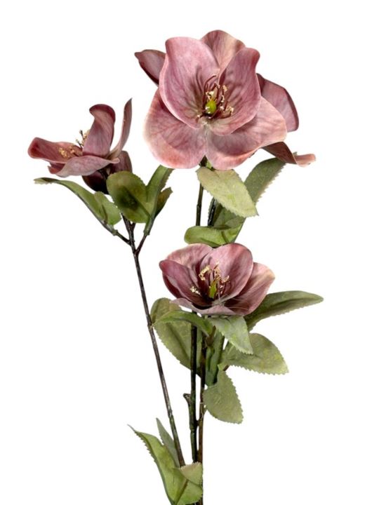 HALLEBORUS JESIENNY 72CM CV32700 OLD MAUVE