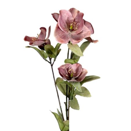HALLEBORUS JESIENNY 72CM CV32700 OLD MAUVE