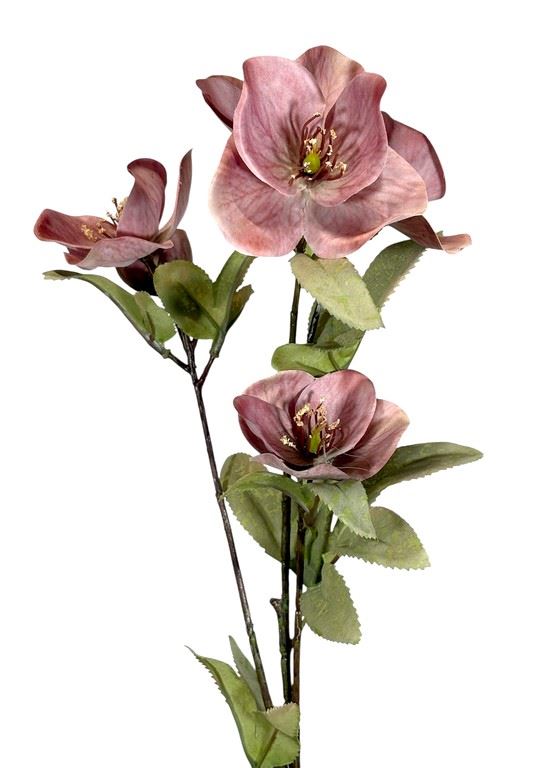HALLEBORUS JESIENNY 72CM CV32700 OLD MAUVE