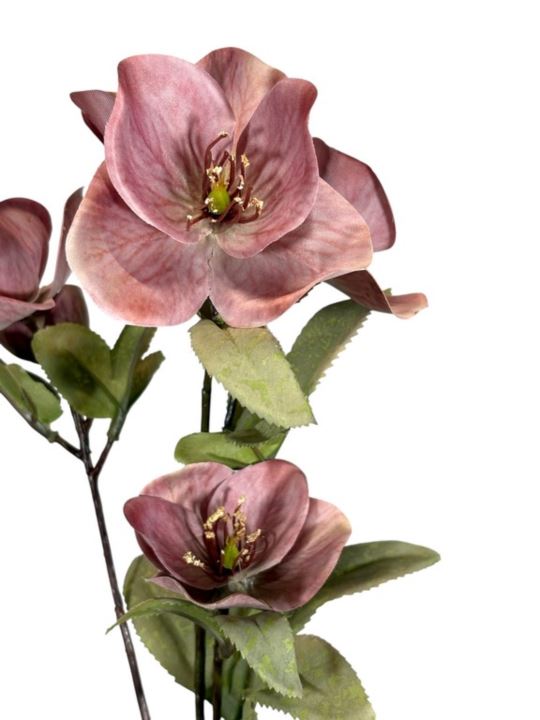 HALLEBORUS JESIENNY 72CM CV32700 OLD MAUVE