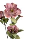 HALLEBORUS JESIENNY 72CM CV32700 OLD MAUVE