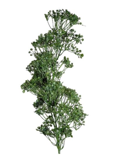 RZEŻUCHA ŁĄKOWA GAŁĄZKA 64 CM GREEN