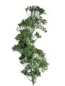 RZEŻUCHA ŁĄKOWA GAŁĄZKA 64 CM GREEN