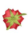 RÓŻA GŁOWA VELVET 10CM ERA1041 RUBIN