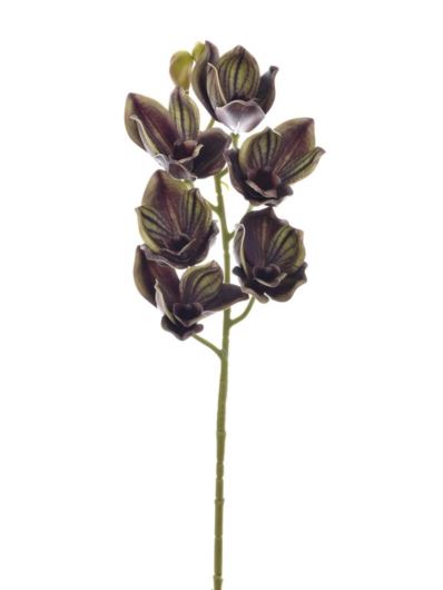 CYMBIDIUM - STORCZYK 69CM LEV016 OLIVE