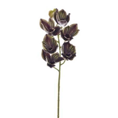 CYMBIDIUM - STORCZYK 69CM LEV016 OLIVE