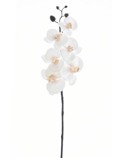 STORCZYK PHALENOPSIS 87CM PAT009 RT DR CREAM