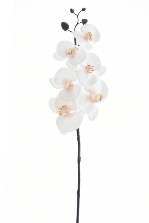 STORCZYK PHALENOPSIS 87CM PAT009 RT DR CREAM