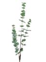EUKALIPTUS GAŁĄZKA 100CM CV37596 POWDER GREEN