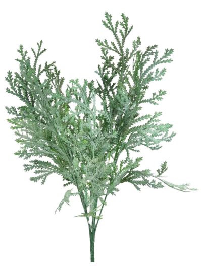 TUJA PUDROWANA x7 BUKIET 40CM GREEN