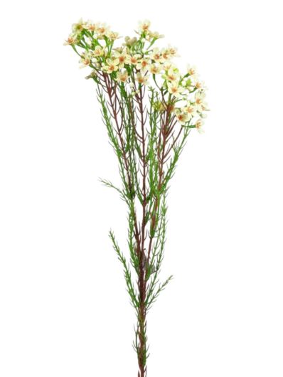 VAX FLOWER - GAŁĄZKA 80CM VANILIA CREAM