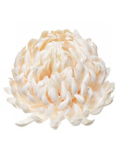 Chryzantema głowa 15cm ART037 new vanilla