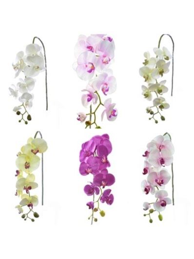 STORCZYK PHALAENOPSIS 97CM SUN315 MIX ASST7