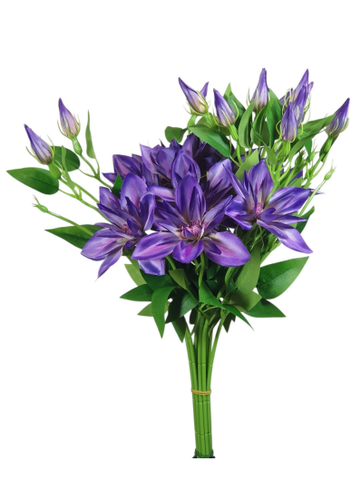 KLEMATIS NA PIKU 48CM SUN500 DR PURPLE