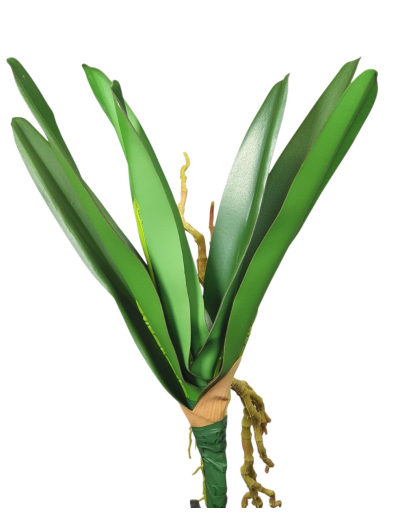LIŚĆ DO STORCZYKA Z KORZENIAMI 30CM GREEN