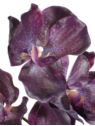 STORCZYK VANDA 80CM 7 KWIATÓW RT DK DEEP PURPLE