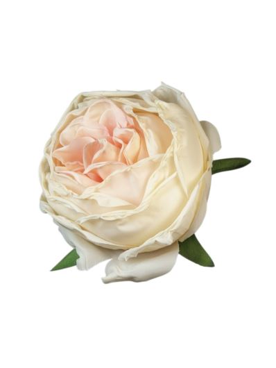 RÓŻA GŁOWA ENGLISH 10CM VINTAGE OLD CREAM LT PINK