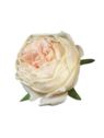 RÓŻA GŁOWA ENGLISH 10CM VINTAGE OLD CREAM LT PINK