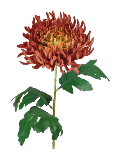 CHRYZANTEMA PŁASKA NA ŁODYDZE 65CM GREEN BROWN