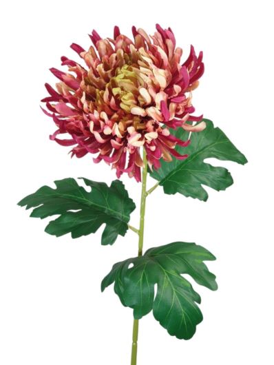 CHRYZANTEMA PŁASKA NA ŁODYDZE 65CM GREEN BURGUNDY