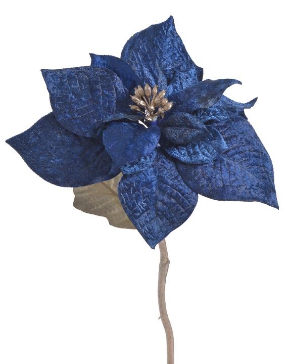 POINSECJA VELVET 30CM DK BLUE GOLD CENTER