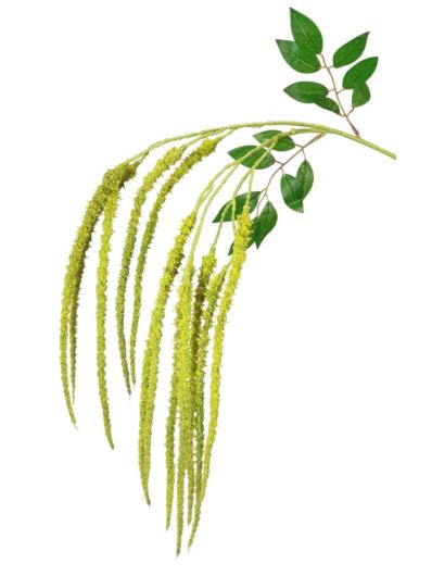 AMARANTUS 97CM GREEN