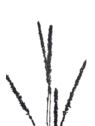 TAWUŁKA GAŁĄZKA 75CM NCG009  BLACK GLITTER