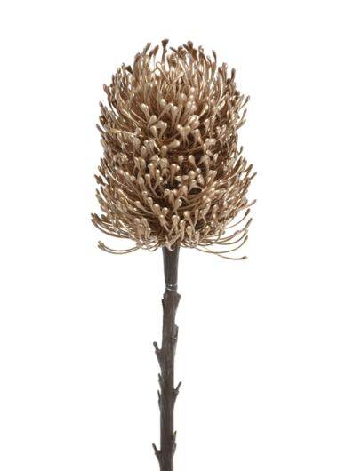 PROTEA POJEDYNCZA 67CM NCG011 GOLD