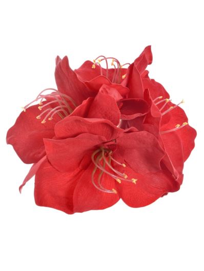 AMARYLIS GŁOWA VELVET SUN877 RUBIN