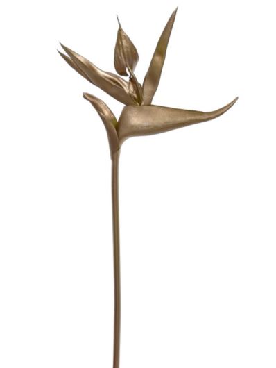 STRELICJA GUMA 59CM XANA002 GOLD